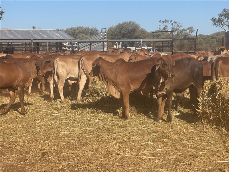 120  Brahman Weaners