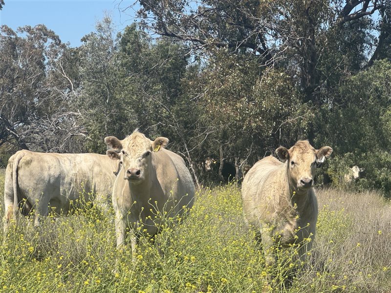 600 EU  Angus X Charolais Yearlings