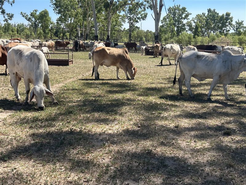 51  Brahman Cows & Calves