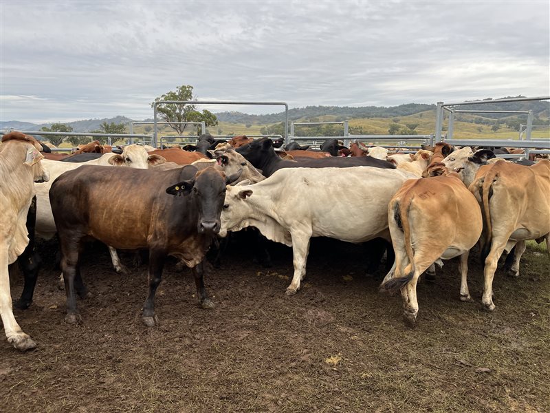 260  Brahman X Cows & Calves