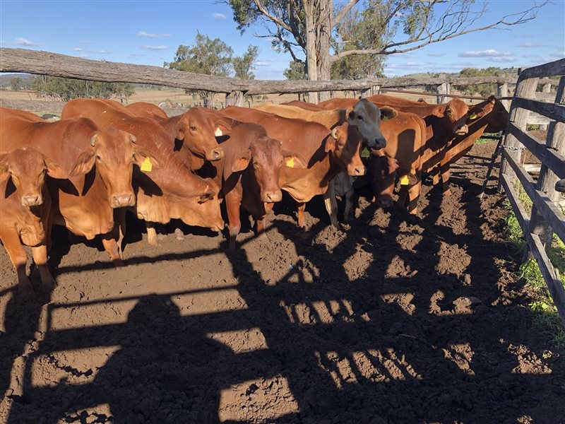 11 PCAS  Droughtmaster Cows