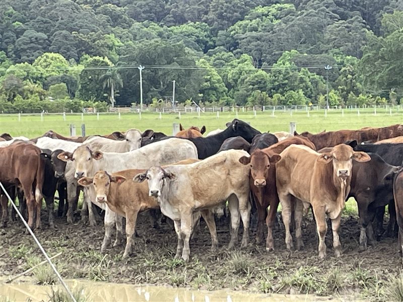 54 Charbray X Droughtmaster Steers Listing Cattlesales