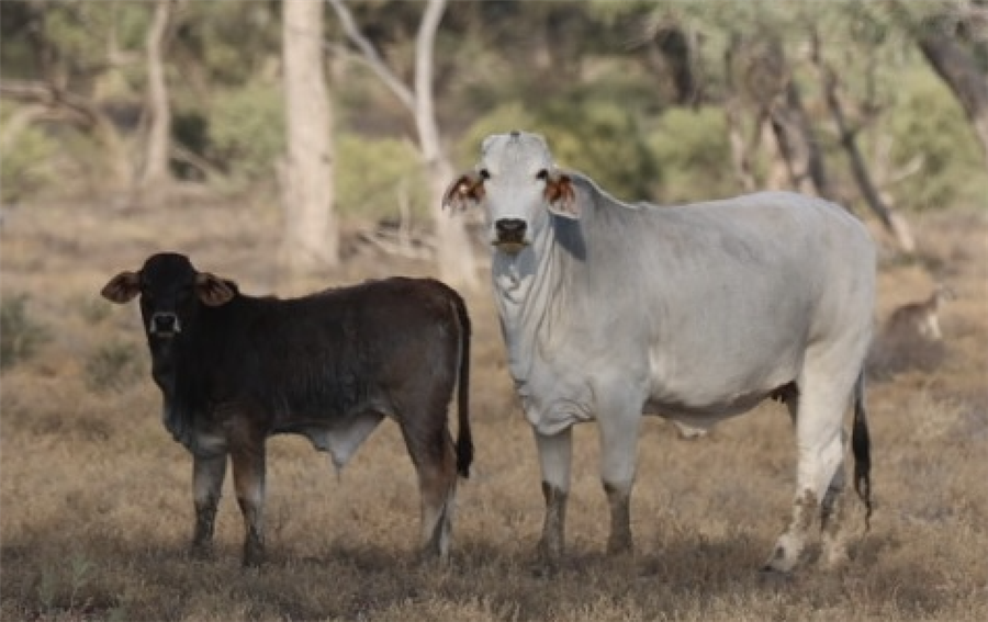 200  Brahman Cows & Calves