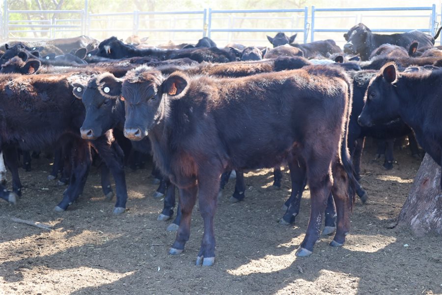 4 decks Ultrablack X Heifers