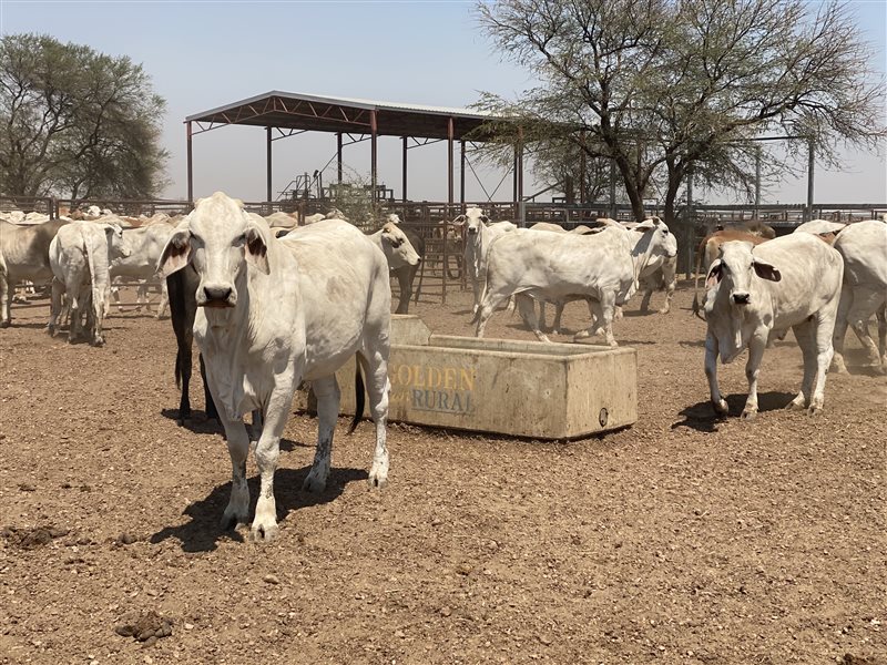 700  Brahman Heifers