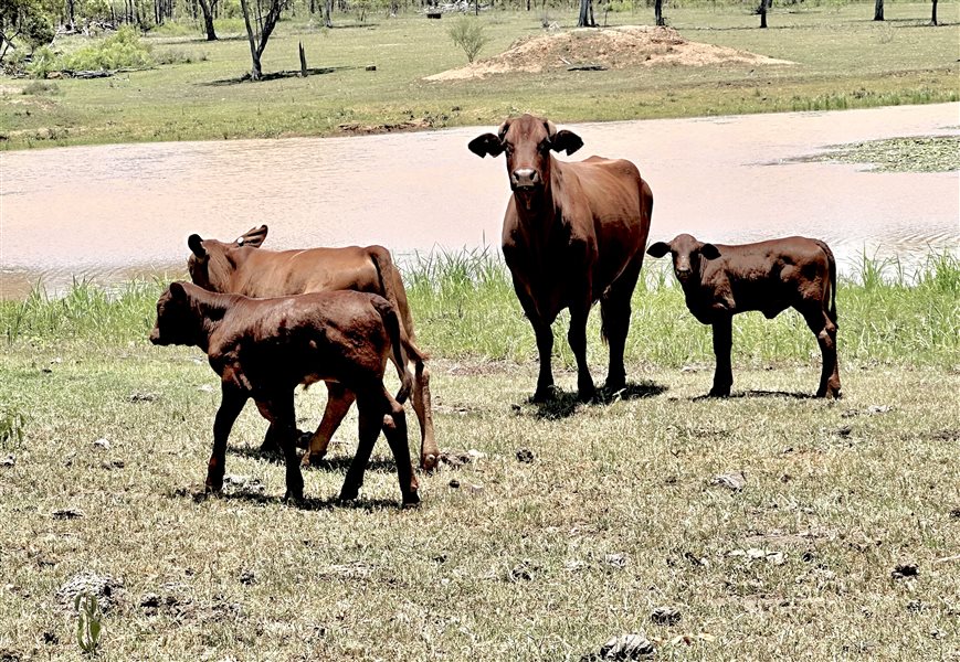 120  Santa Gertrudis X Cows & Calves