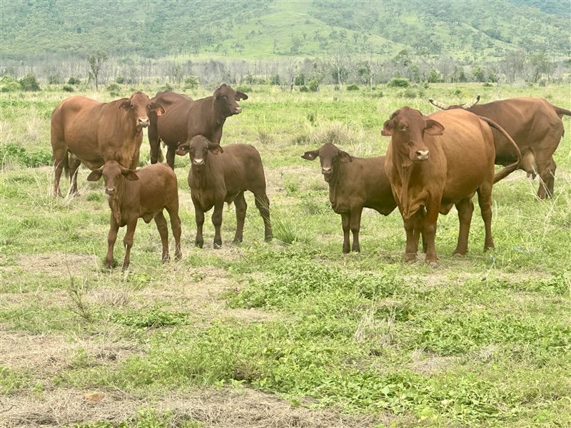 171  Santa Gertrudis Cows & Calves