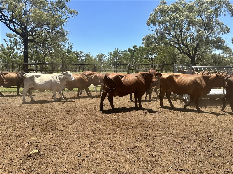 85  Brahman Cows & Calves