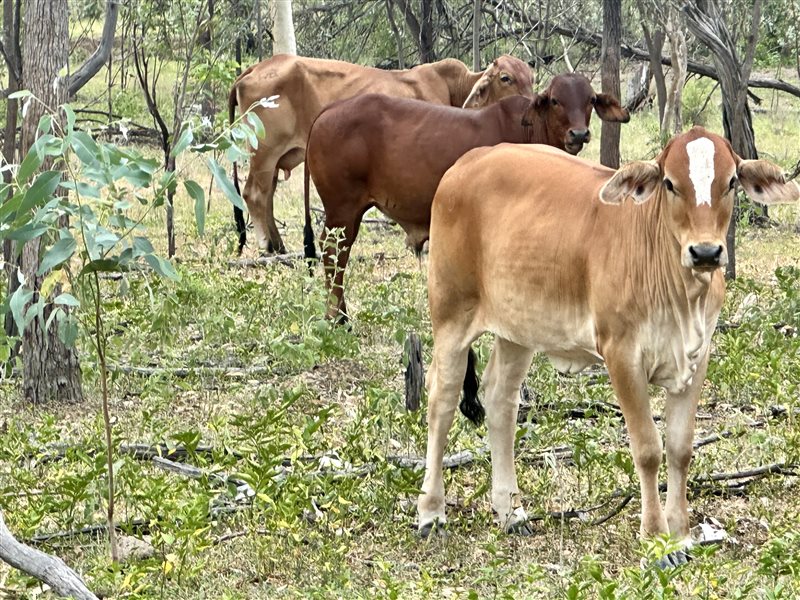 80  Brahman Cows & Calves