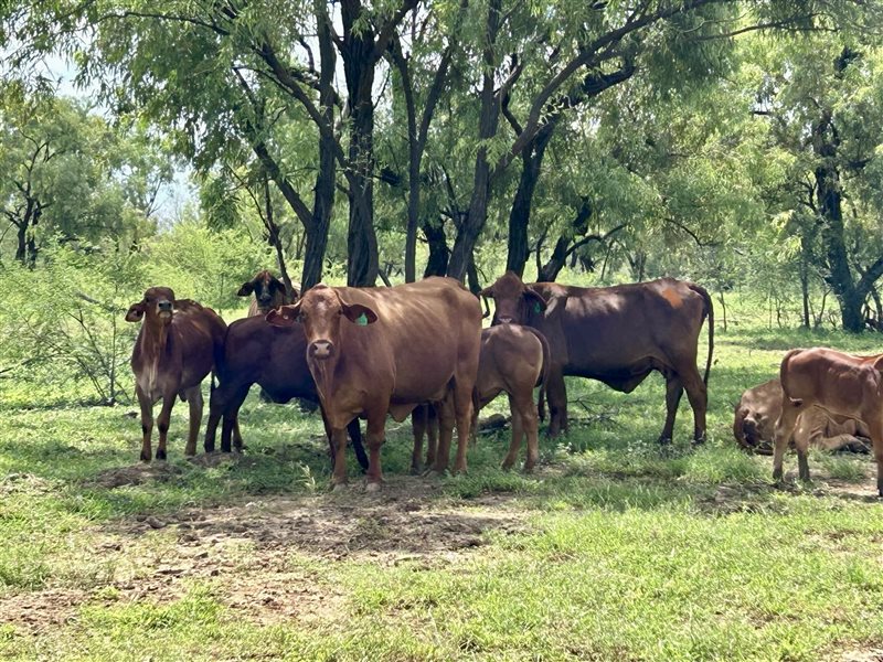 220  Droughtmaster Cows & Calves