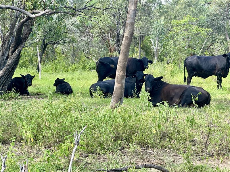 500  Brangus Cows & Calves