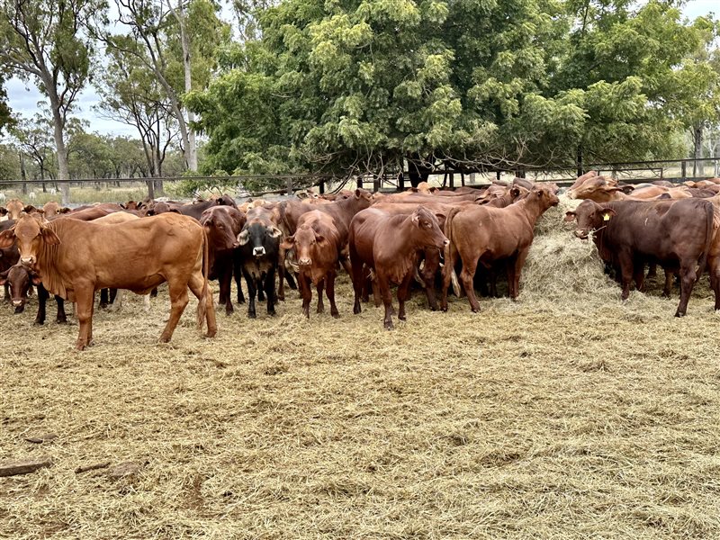 180  Santa Gertrudis Heifers