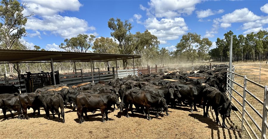 450  Brangus Steers