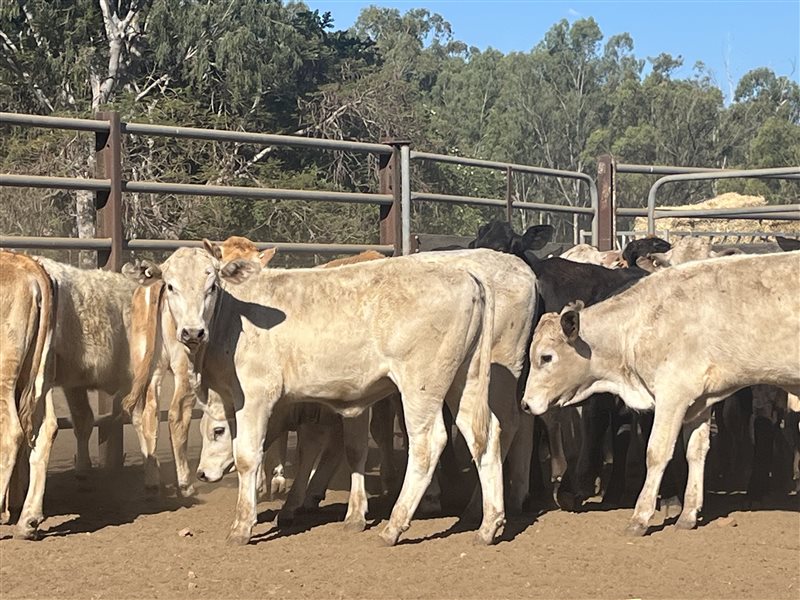 120  Charolais X Brangus Weaners