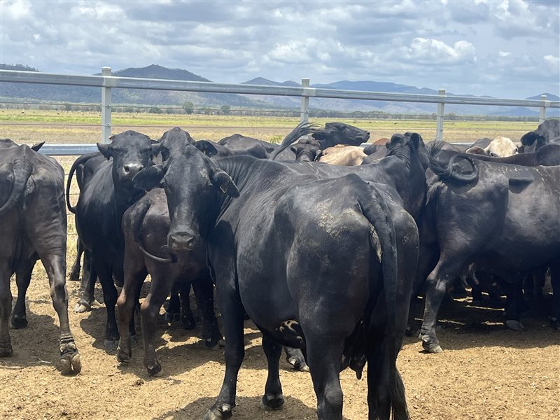 80  Brangus X Brahman Cows & Calves