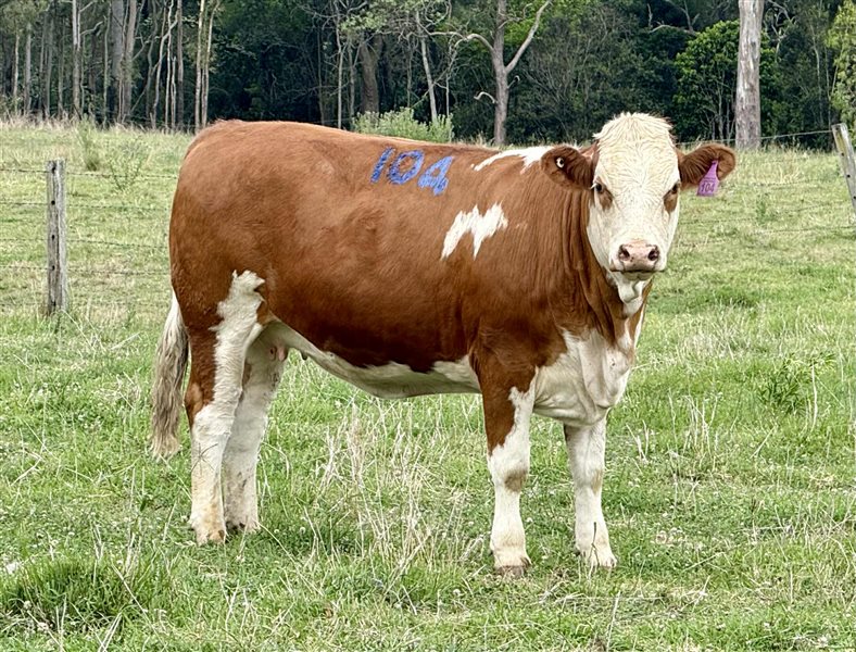 45  Simmental Heifers