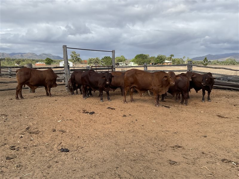 12  Droughtmaster Bulls