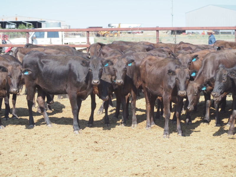 112  Wagyu Heifers