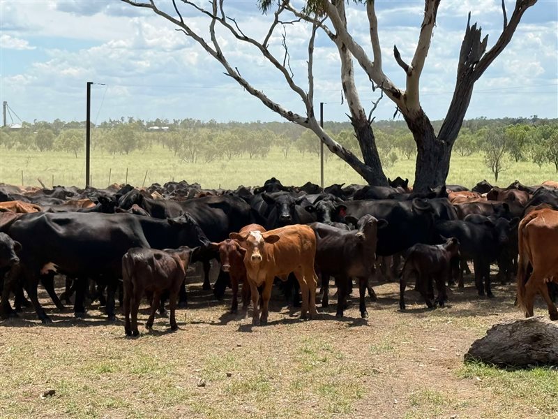 180  Brangus X Droughtmaster Cows & Calves