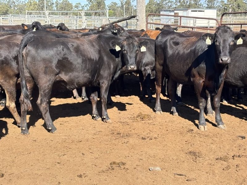 162  Wagyu Cows