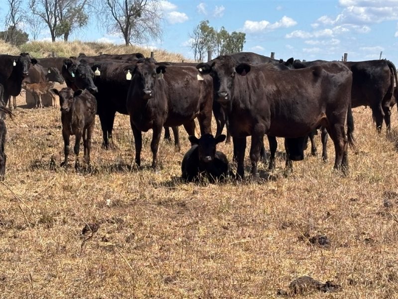 105  Wagyu Cows & Calves