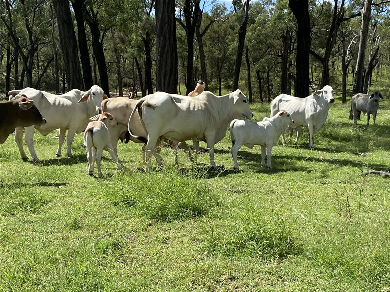 500  Brahman Cows & Calves