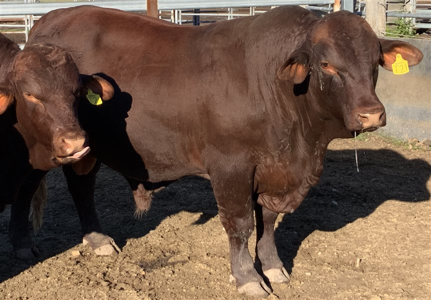 10  Santa Gertrudis Bulls