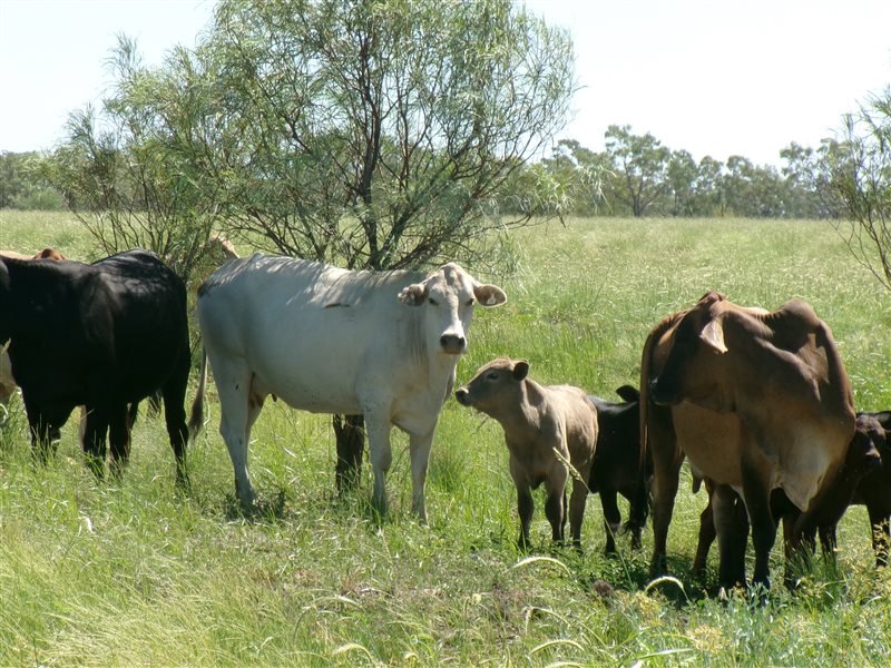 400  Brahman X Composite
 Cows & Calves