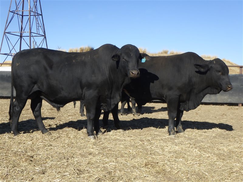 30  Brangus Bulls