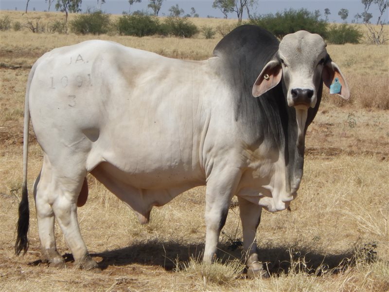20  Brahman Bulls