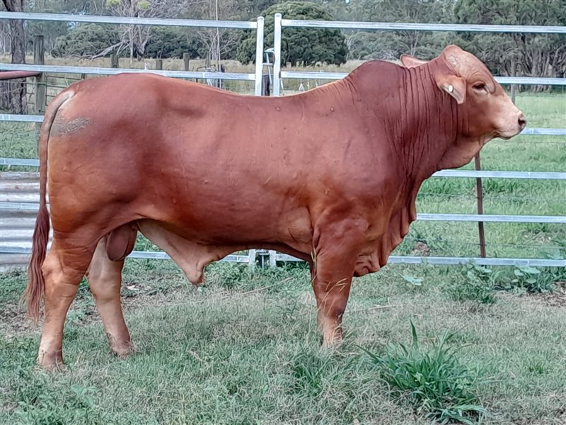 1  Droughtmaster Bull