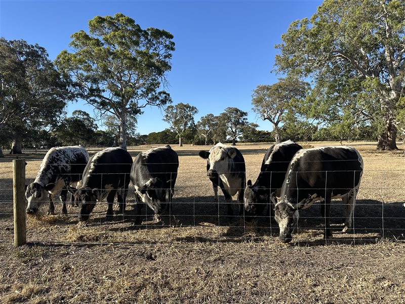 6  Speckle Park Steers