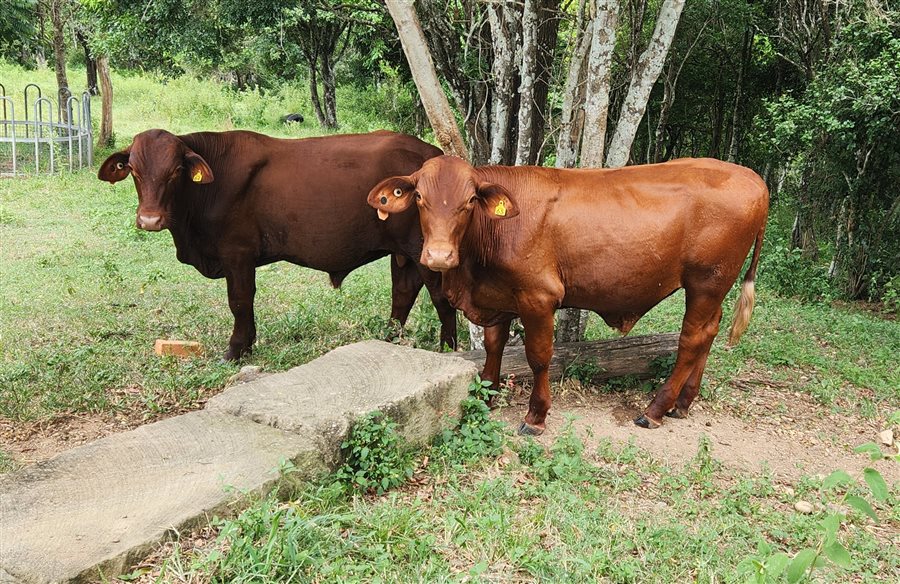 2 Santa Gertrudis yearling commercial bulls