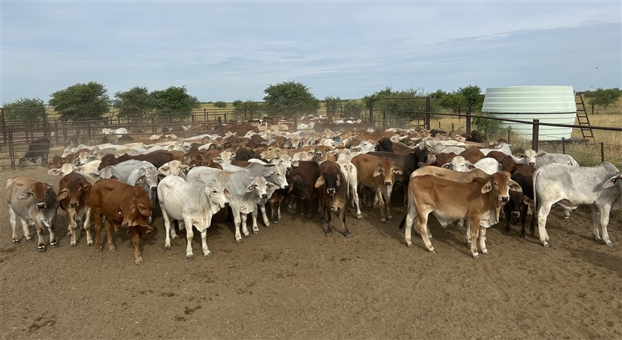 240  Brahman Steers