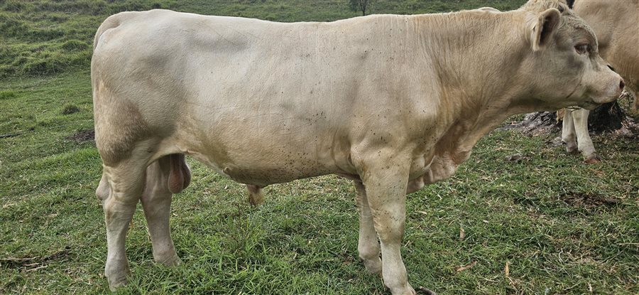 1  Charolais Bull