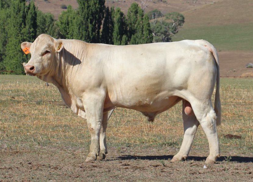 3 MSA  Charolais Bulls