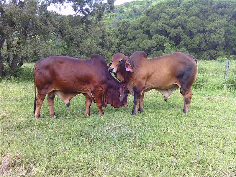 2  Brahman Bulls