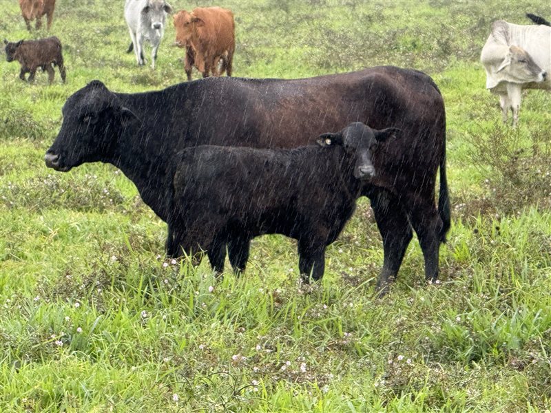 450  Brangus X Brahman Cows & Calves