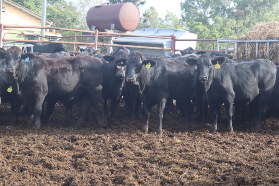166  Angus X Charolais Heifers