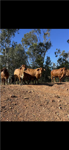 112 EU  Brahman X Brangus Cows & Calves