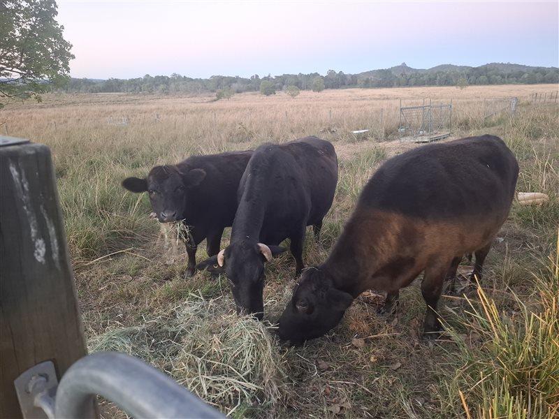 10  Wagyu X Angus Cows & Calves