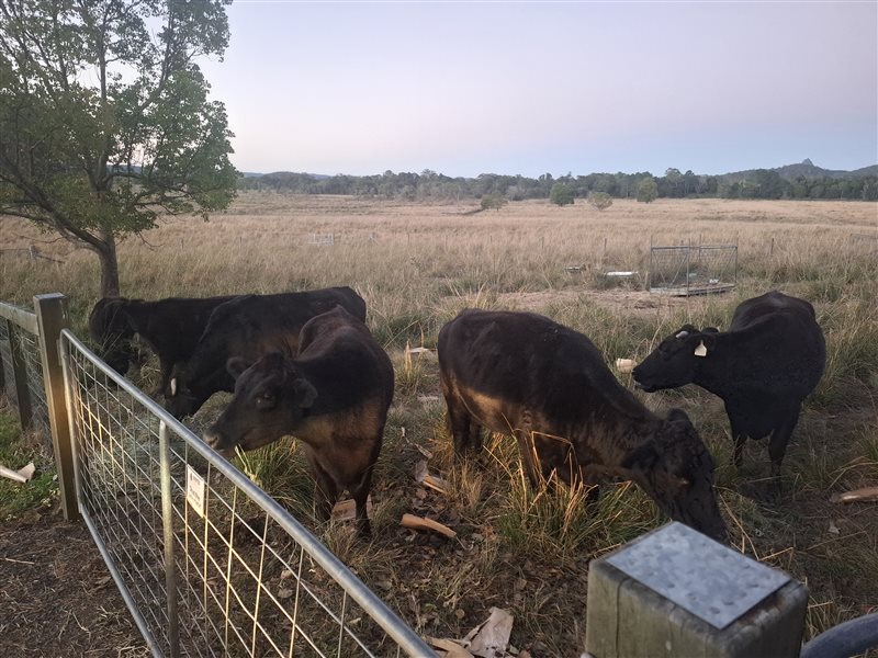 10  Wagyu X Angus Cows & Calves