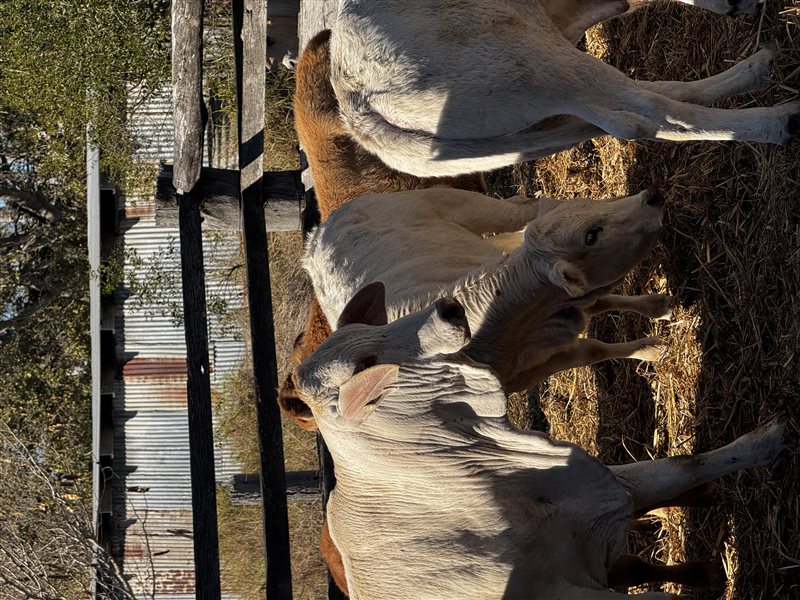 80  Charbray X Weaners