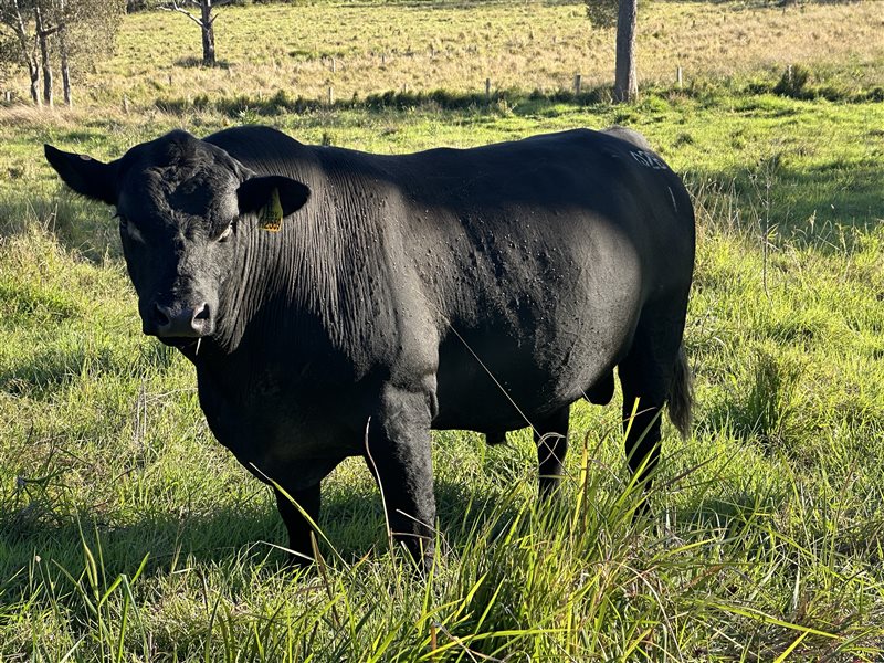 2  Ultrablack Bulls