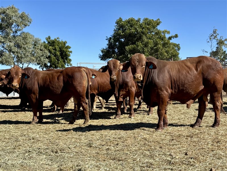 24  Droughtmaster Bulls