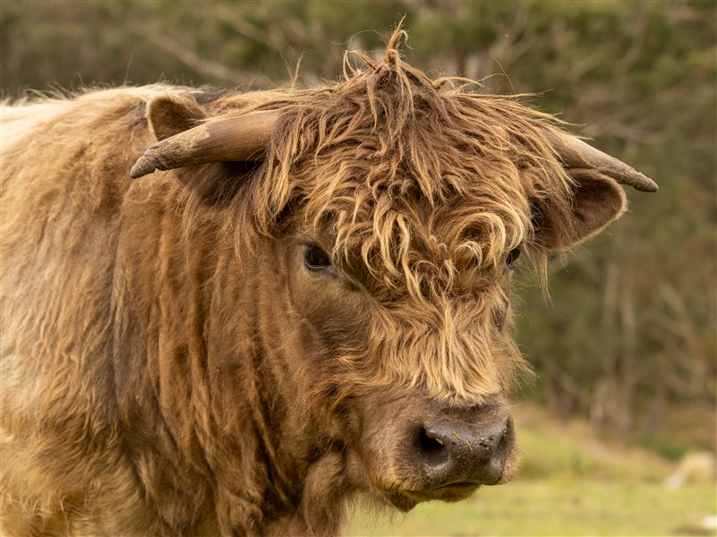 Tyrone at two years of age