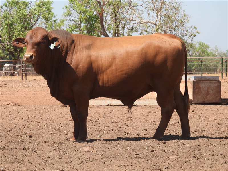 25  Senepol Bulls