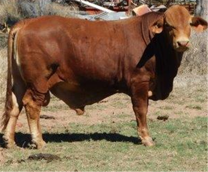 28 EU MSA  Droughtmaster Bulls