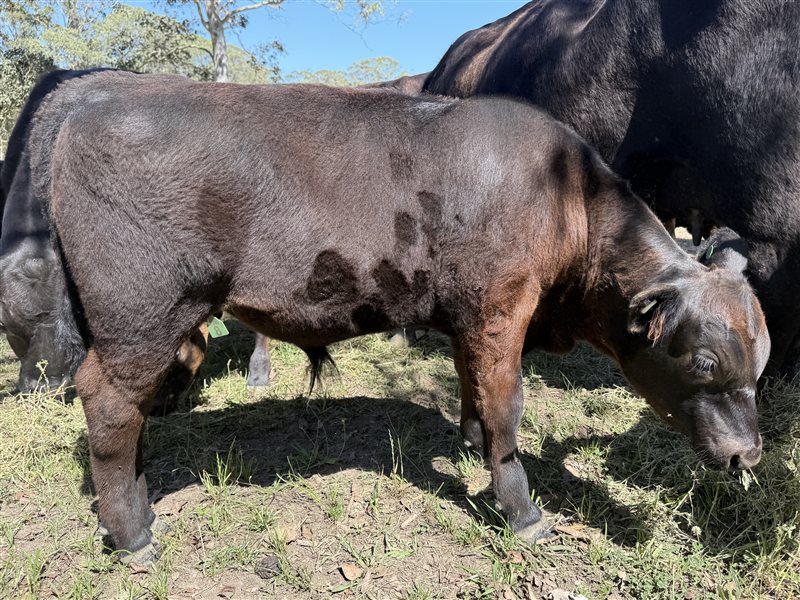 6 MSA  Angus Cows & Calves