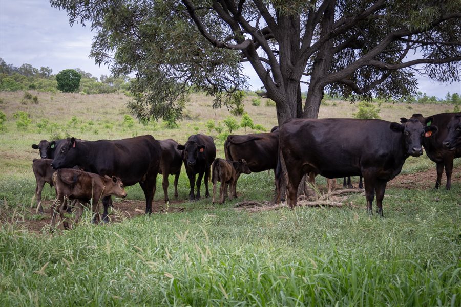 350  Wagyu Cows & Calves